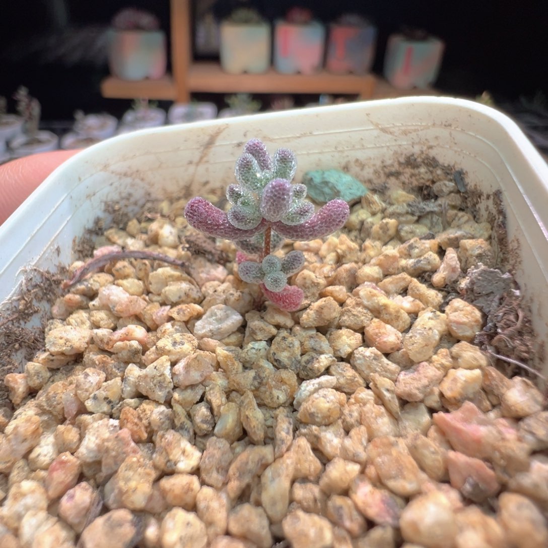 尺寸小，1113实生粉冰晶，拍下不退不换