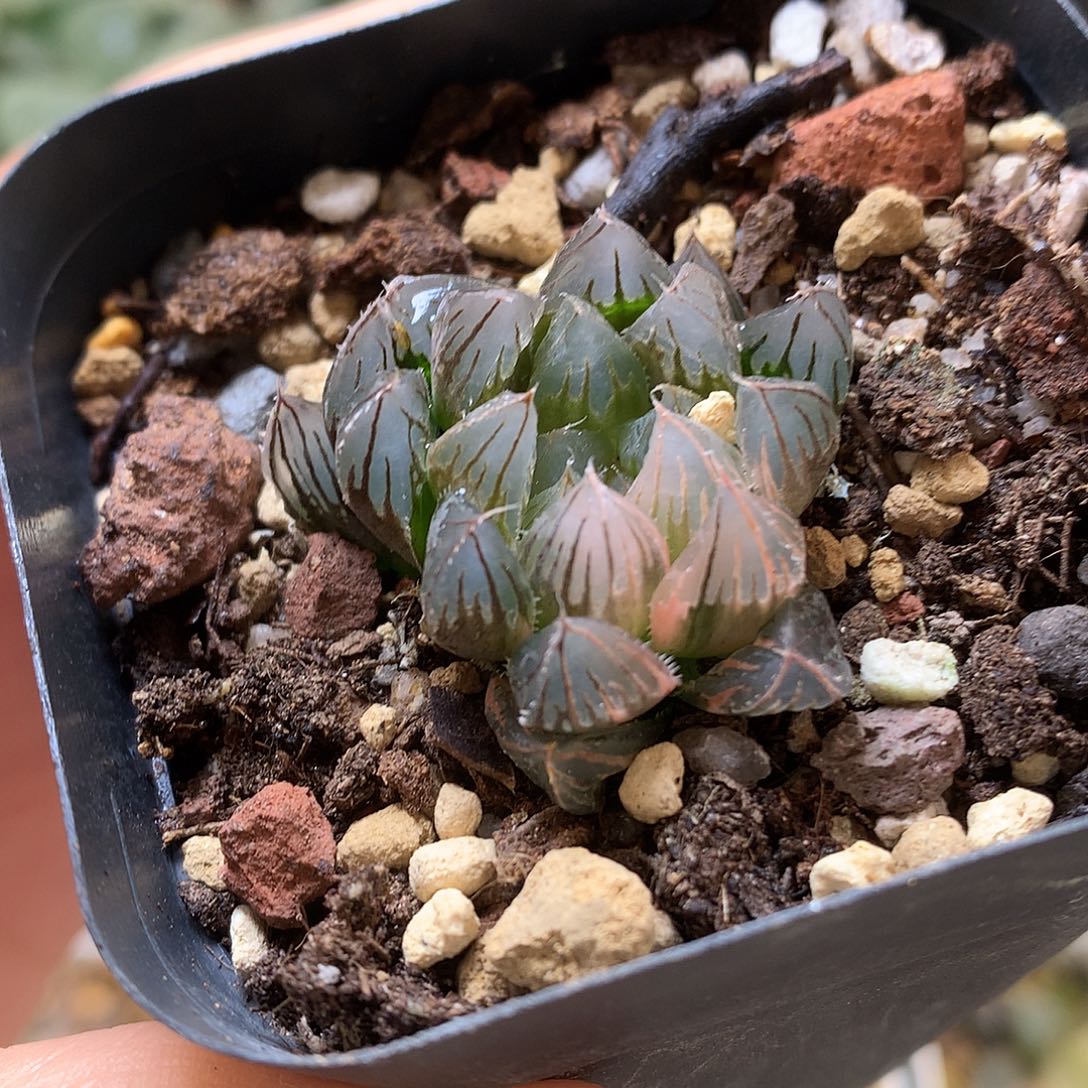 霓虹灯玉露锦带盆土