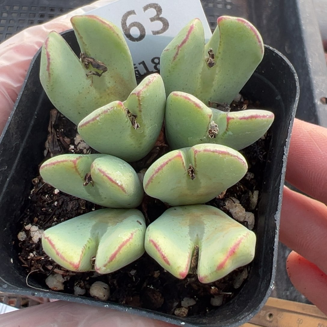 【闪购商品】063…… 