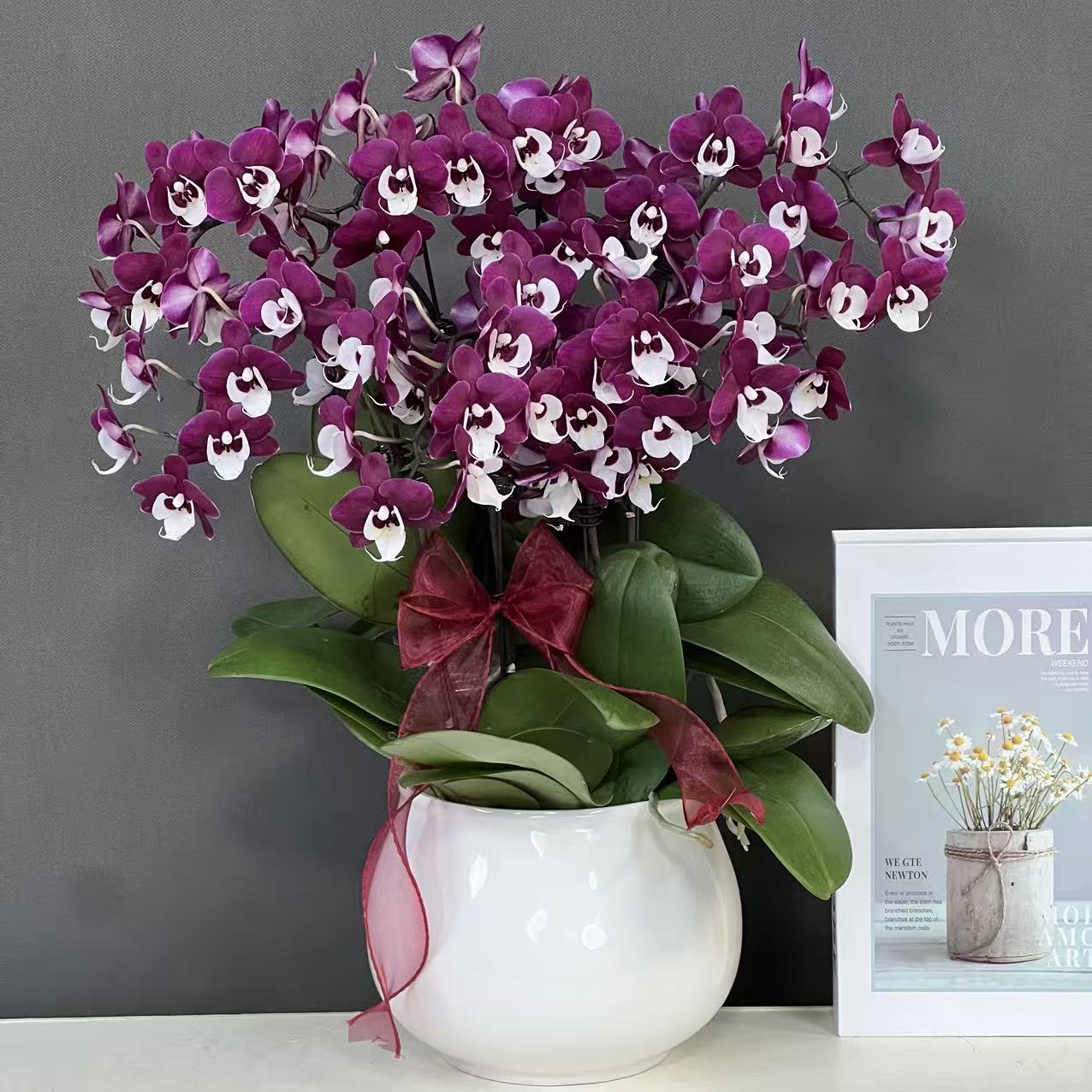 多彩优选（团圆）欧品黑紫色蜡质花好养蝴蝶兰鲜花室内高端花卉