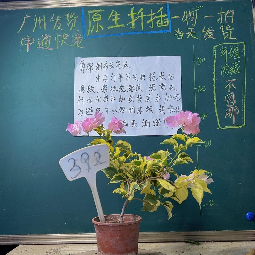 当前无花栽培后可以开花 中国丽人 392