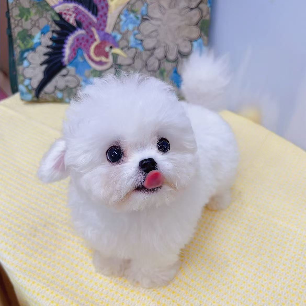 【萌犬堂】宠物萌犬专属链接 比熊博美马尔济斯毛茸茸宠物狗