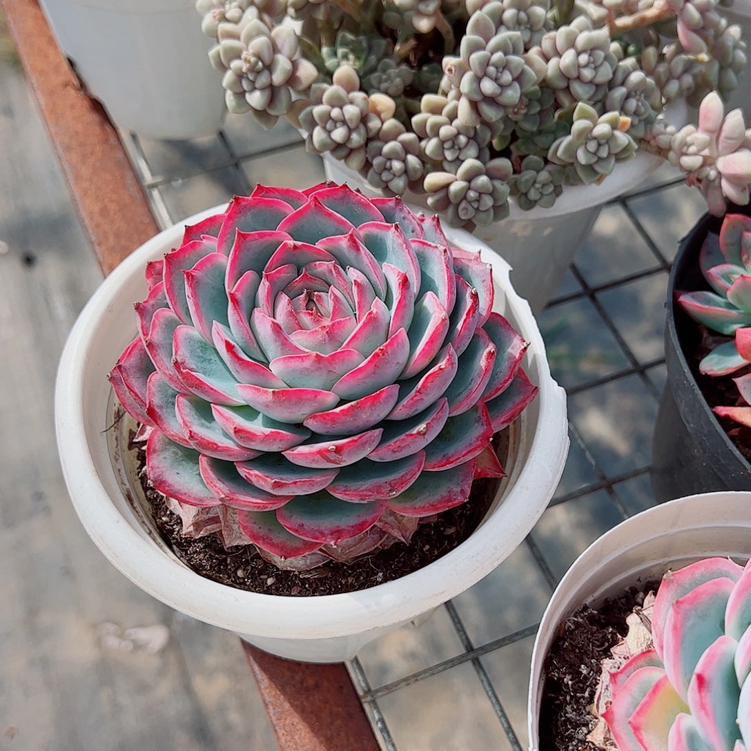 侧影大单头精品特价