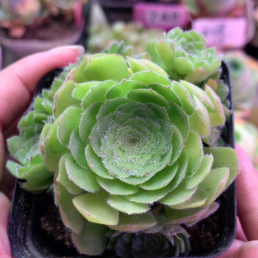 【闪购商品】飞天系列雾冰心986