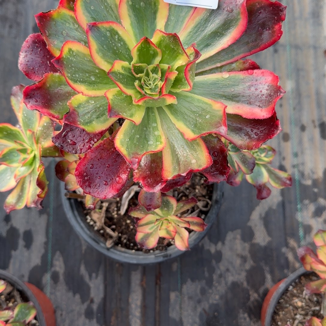 E***a魅影多肉0634多肉多肉