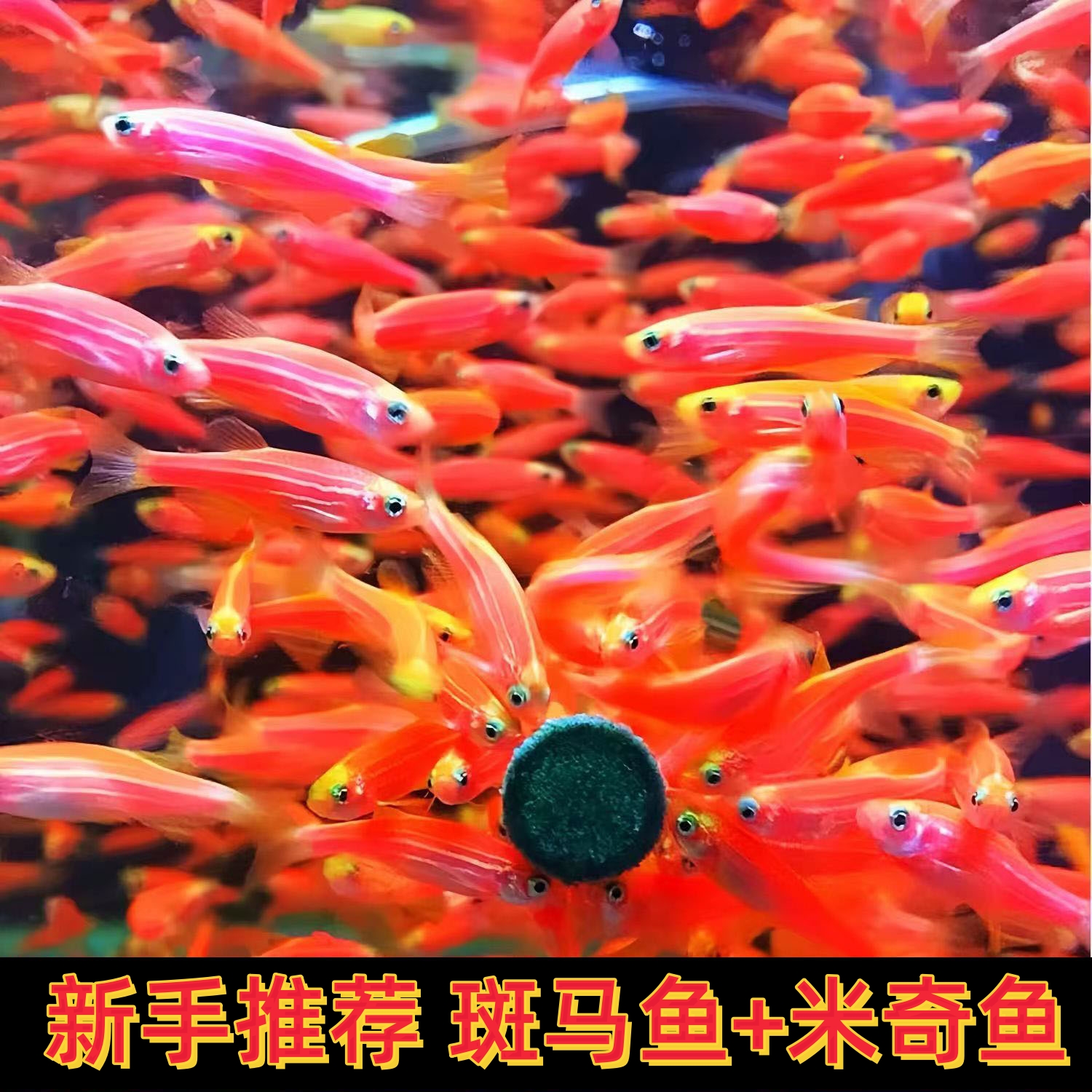 组合套餐斑马鱼+米奇小型热带观赏鱼淡水好养耐活适合新手