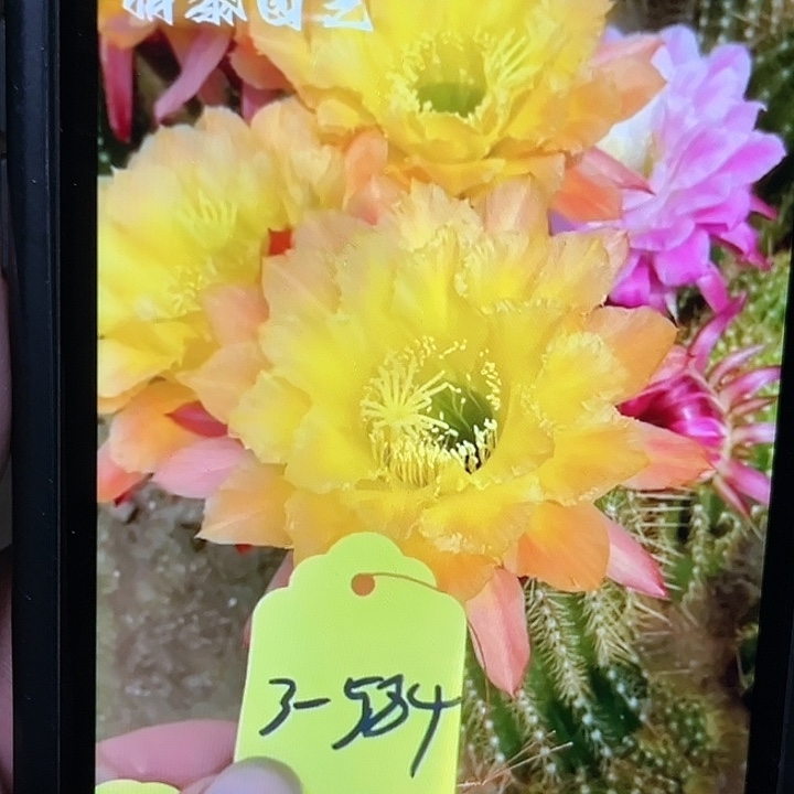 3-584毛花柱7-8厘米带根球