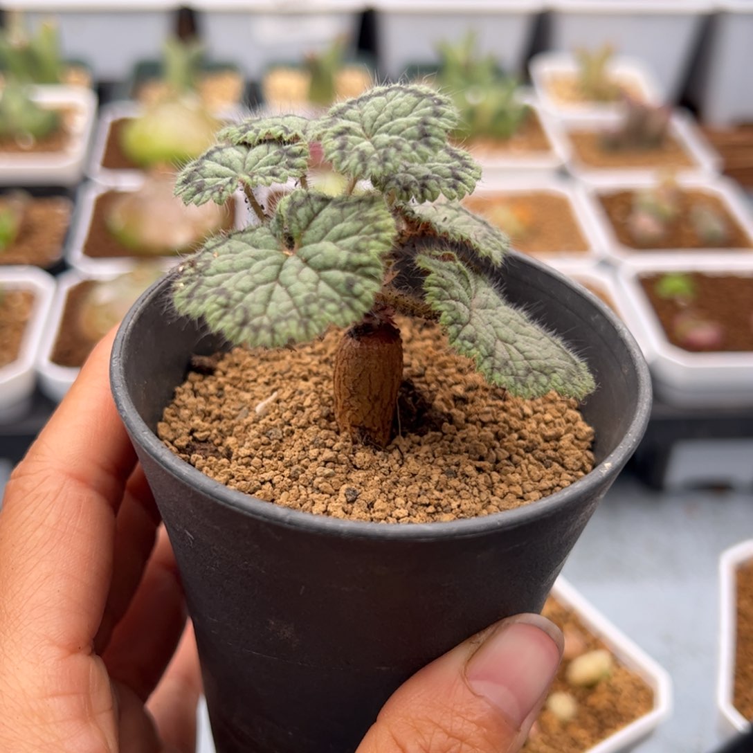 53号圆叶洋葵3.10多肉