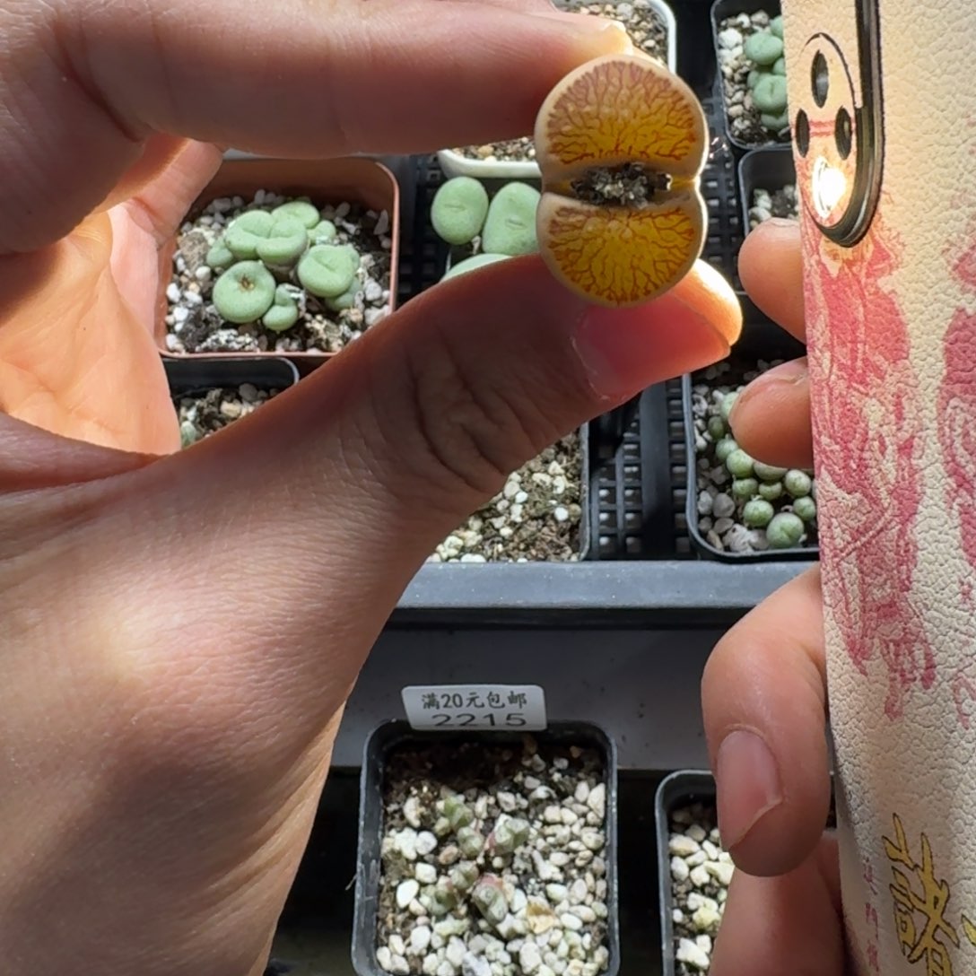 2216。七年母本菊。优秀