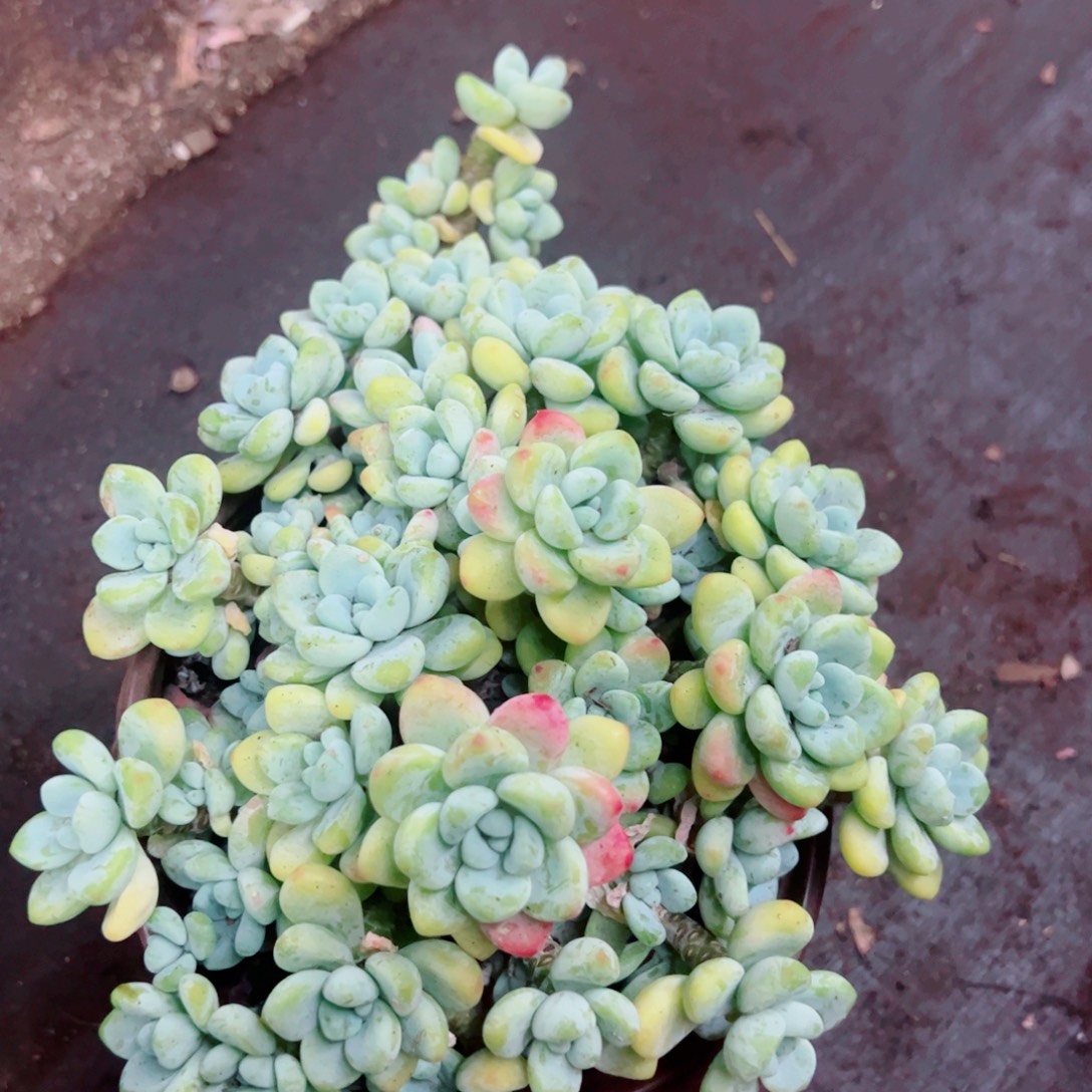 劳尔整装整群老桩