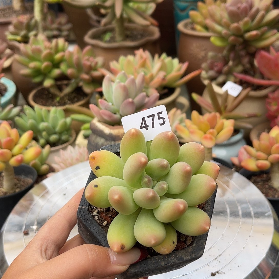 暗纹芒果。  475。  11111111