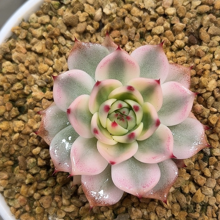 吉娃娃锦多肉植物