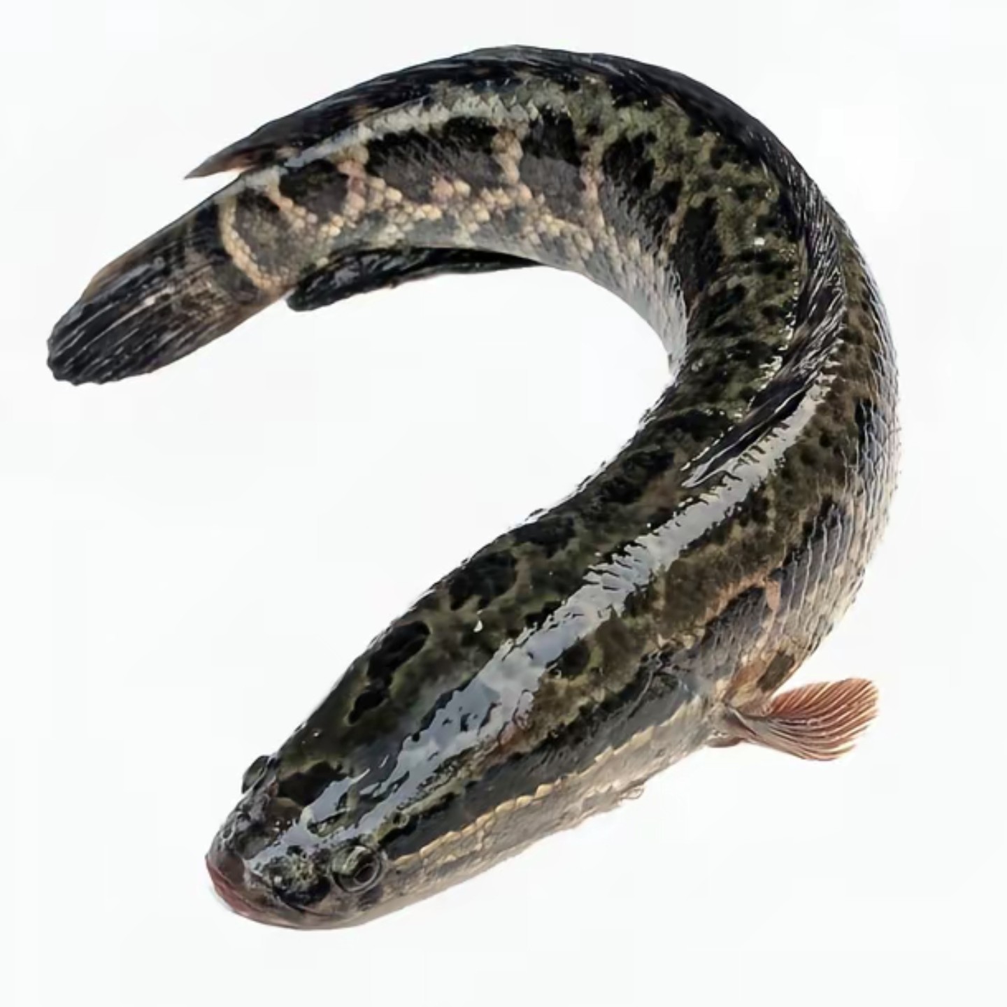 鲜活大财鱼17.98元一斤（现称现改价链接）