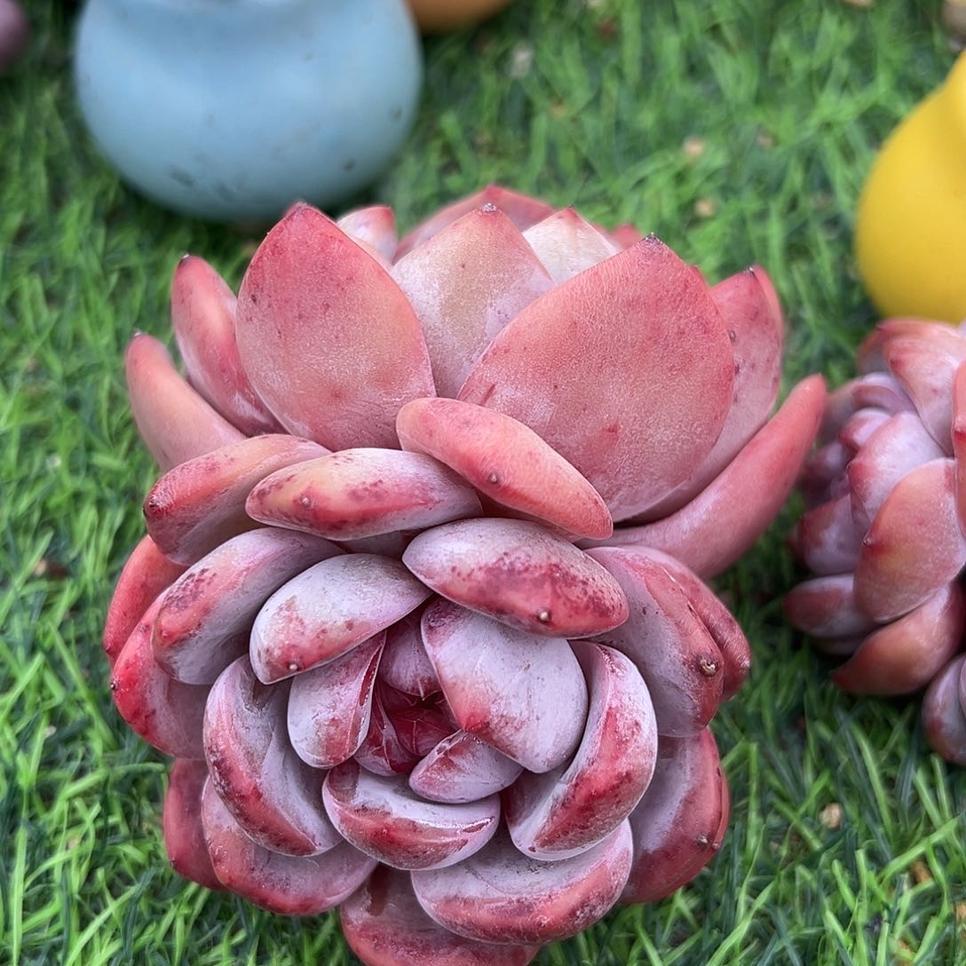 啊石榴籽星影小树福利