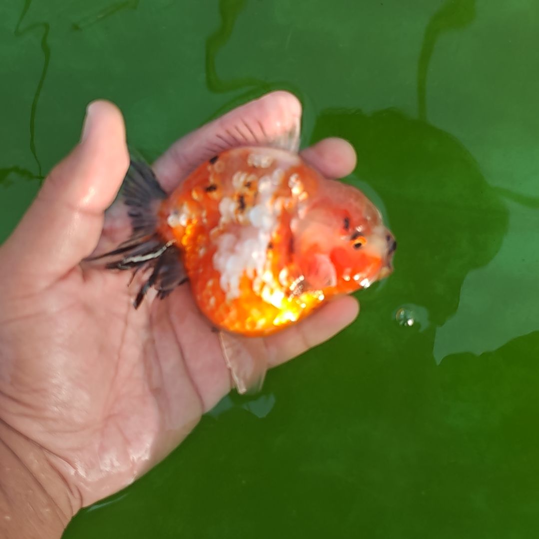 闪鳞樱花泰狮金鱼