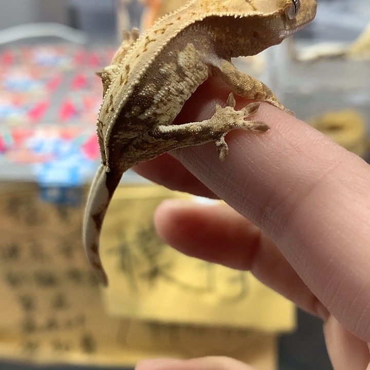 睫角守宫睫角守宫