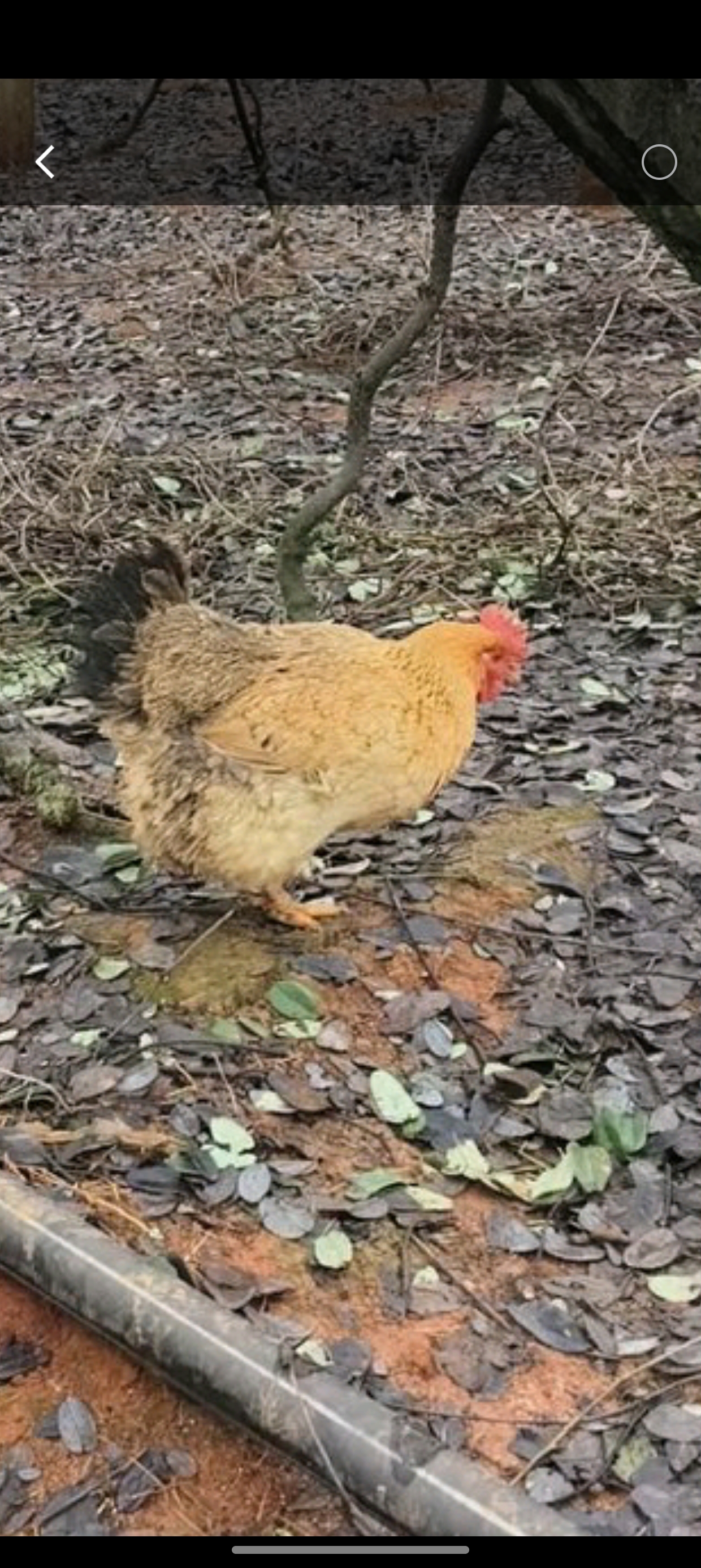 散养山林走地麻黄老母鸡鲜美煲汤食材顺丰冷链直达