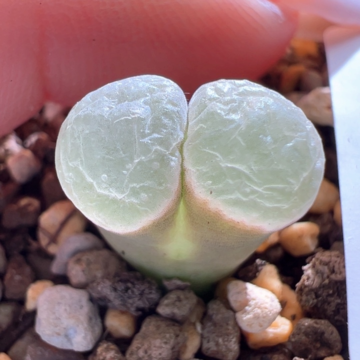 196。磁铁子。特白窗