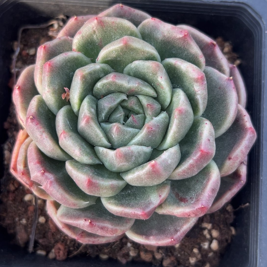 从前慢花园多肉精选编号1.3阿拉斯陨石锦