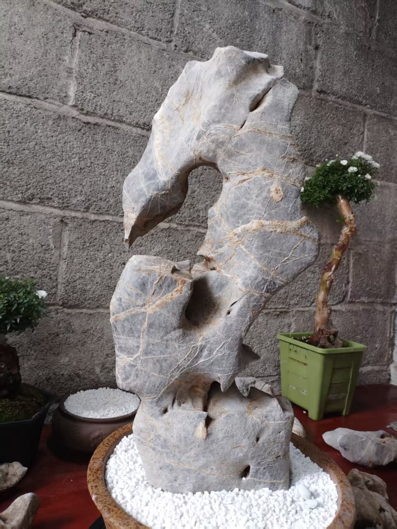 精美月季花、太湖石