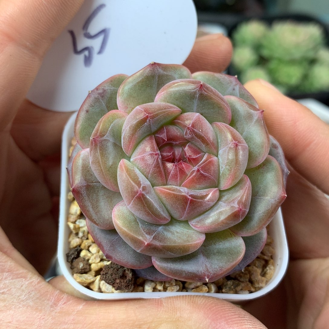 梦岚珍妮单头35多肉