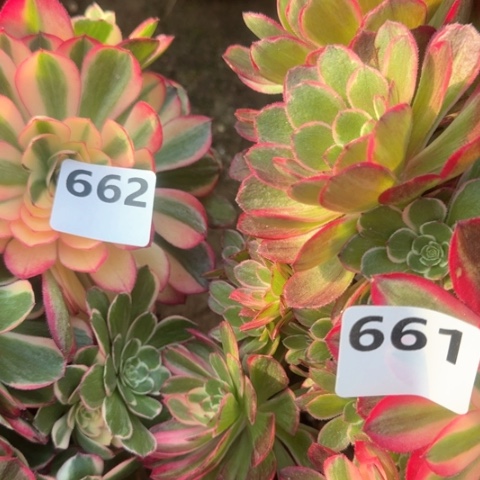 善***言法师丘比特2颗19-42