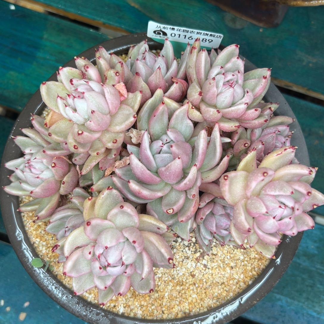 多肉一物一拍0116-89