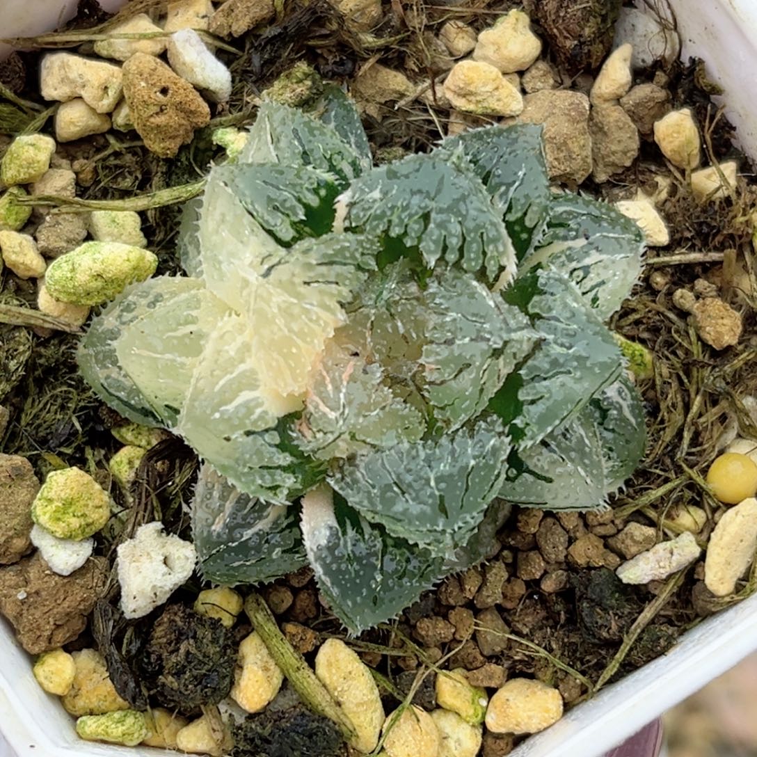 10魔刺锦福利专场