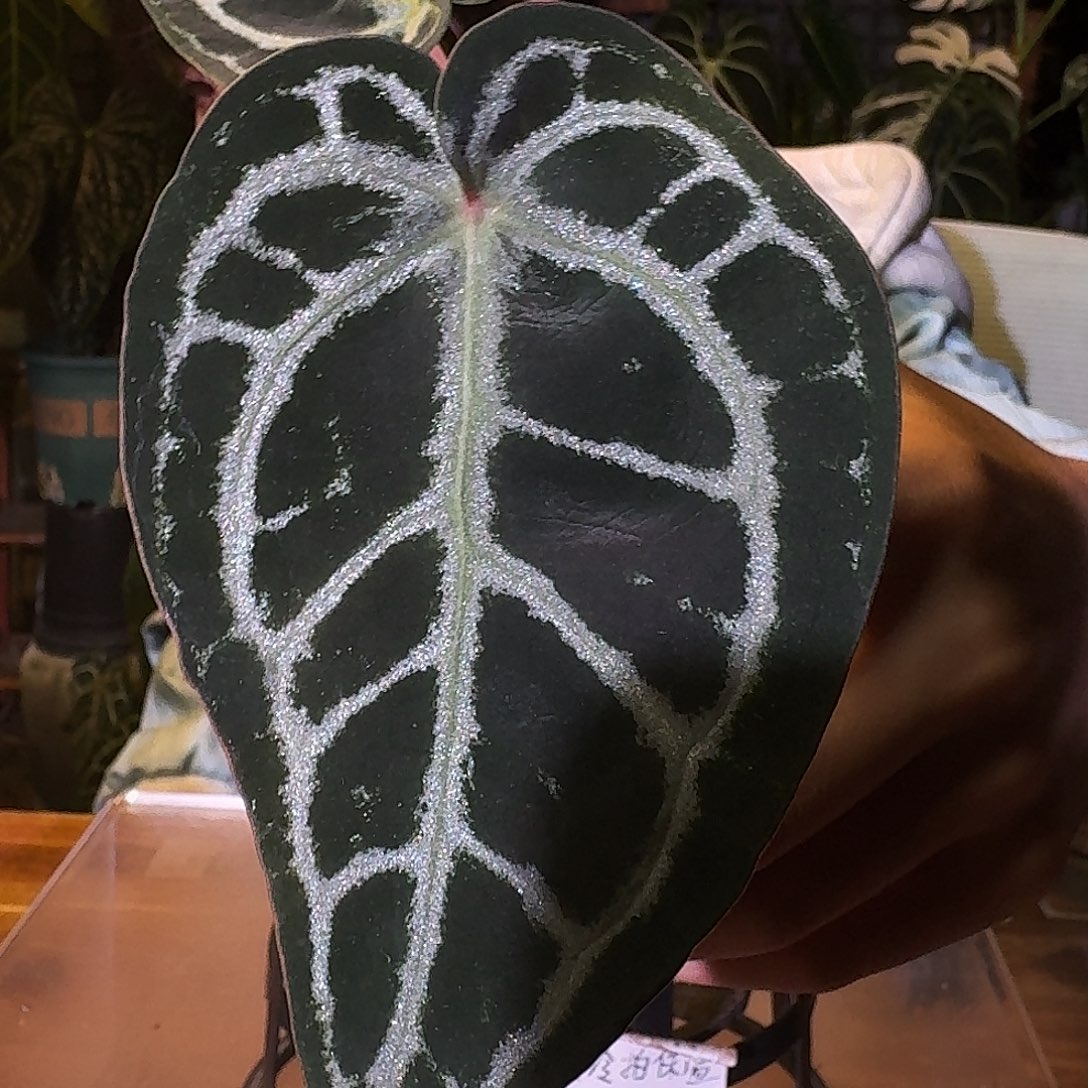 不开花植物M191荔枝皮米歇尔杂小钻石