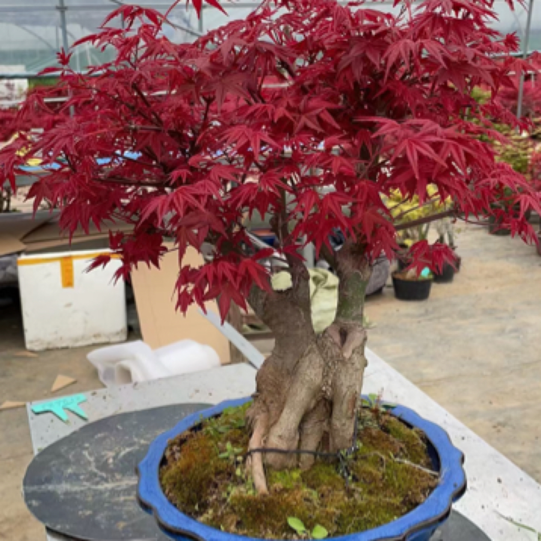 原生日本红枫，红舞姬，出猩猩，各种庭院植物