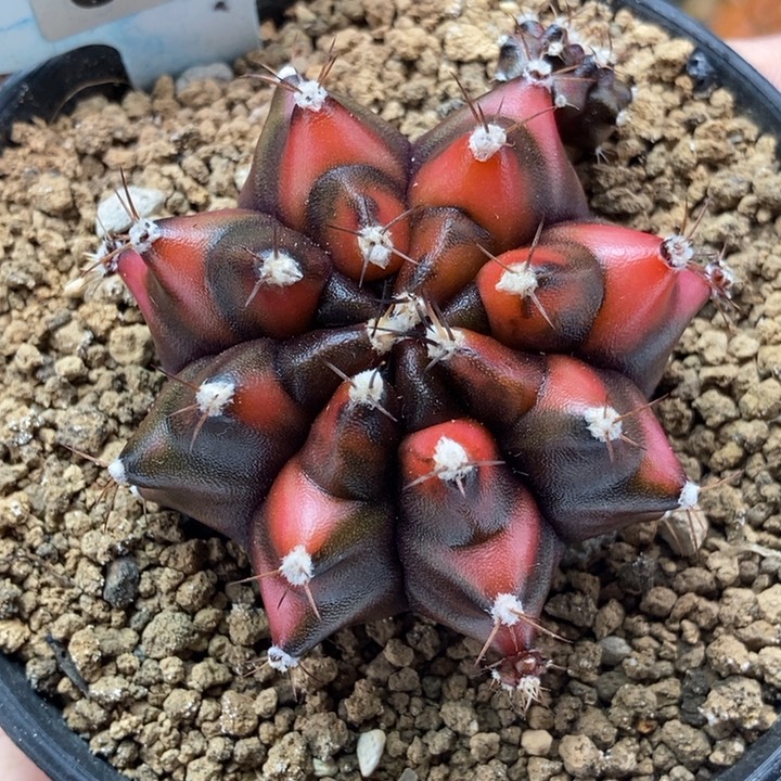 大龟甲乌贼猫眼 米哈仙人球