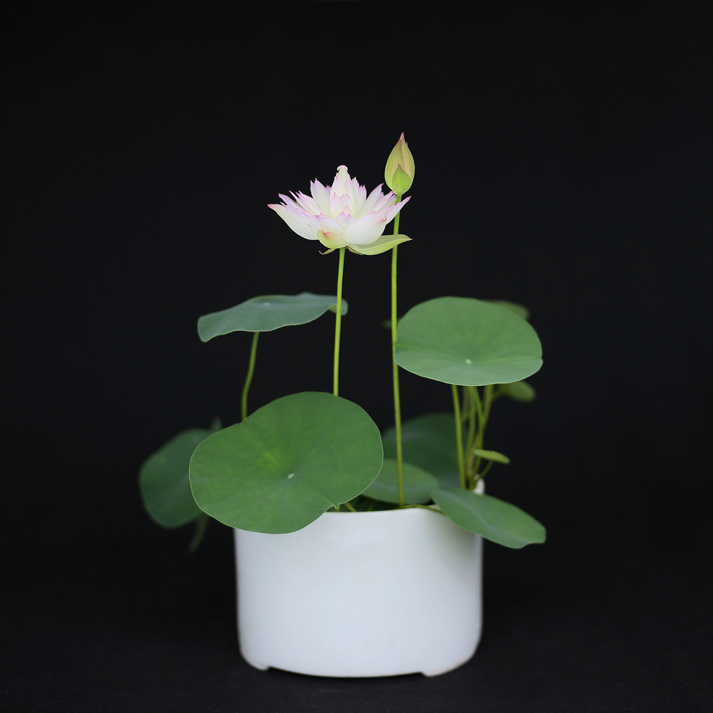 《处子落》姜永慧微莲苑微型成品带盆阳露台迷你成品荷花小苗非四季