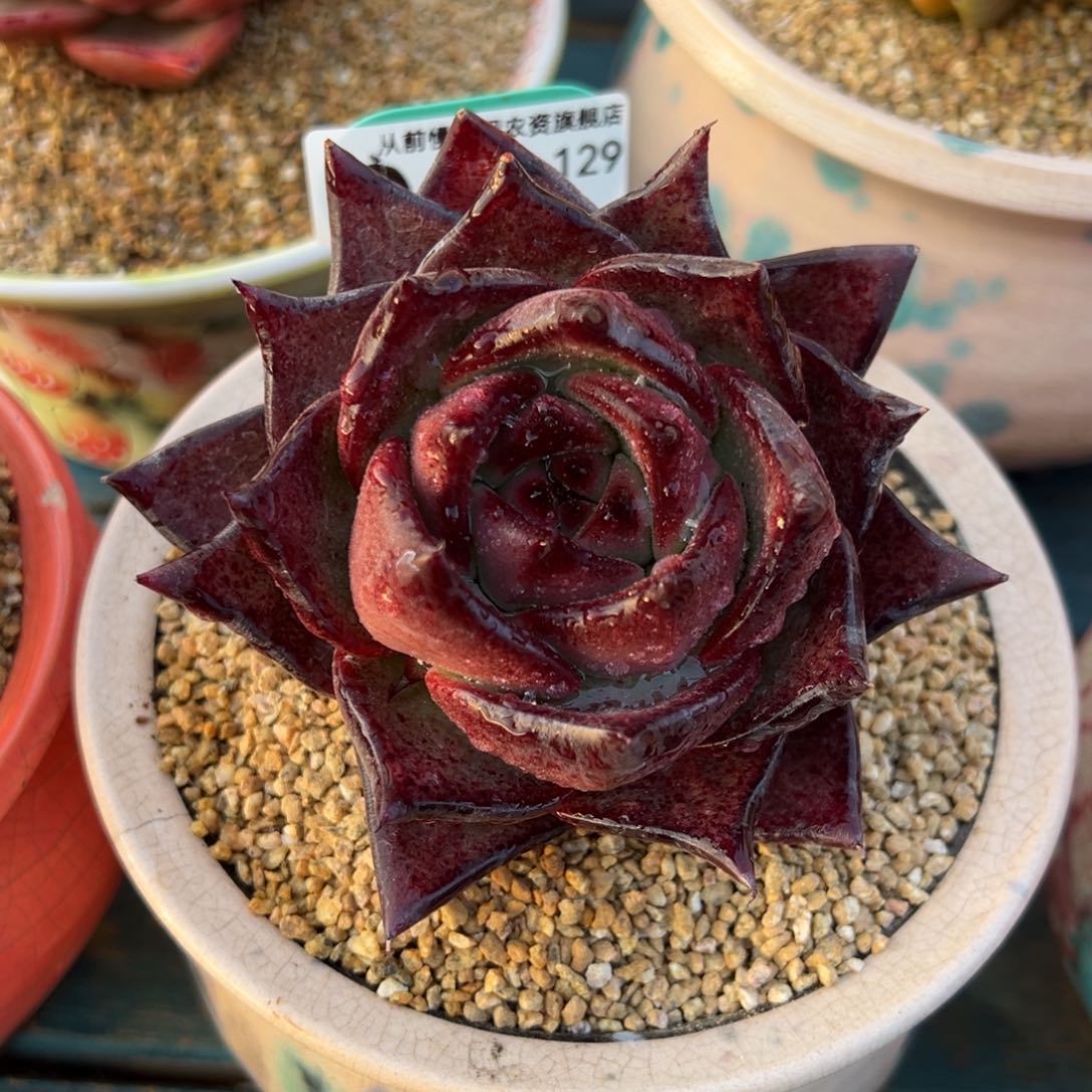 从前慢多肉精选编号0208.129