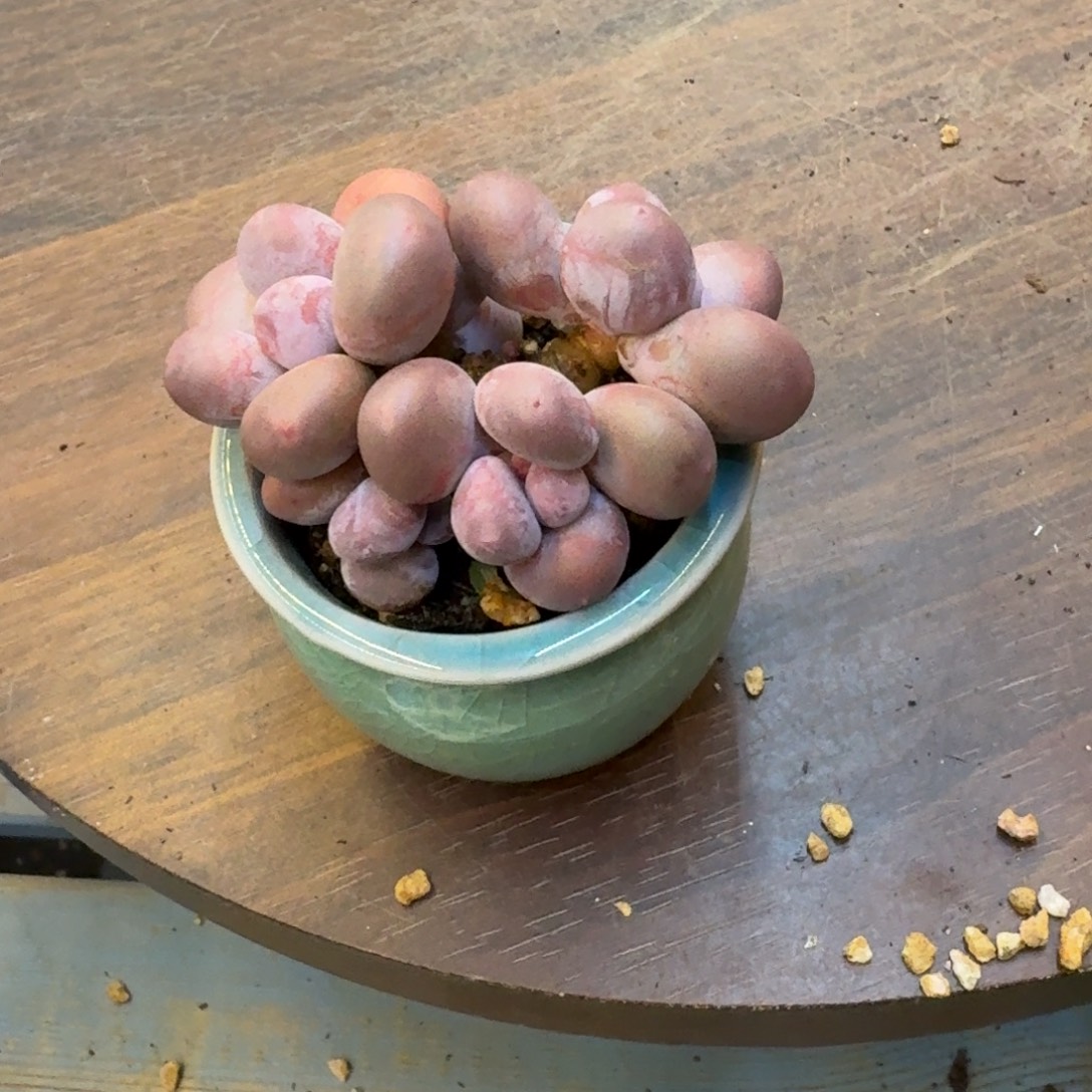 丁***ᰔ无花朵多肉漂亮不退不换