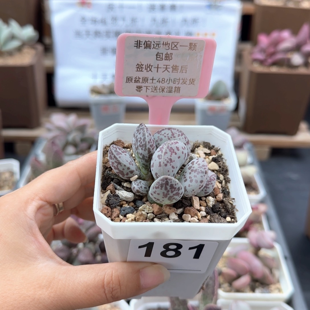 181花旦多肉植物