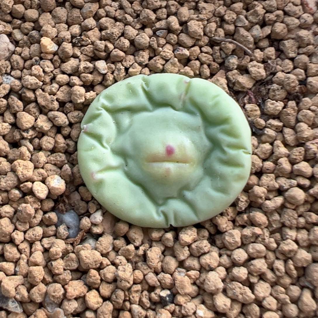 431号大型嘟嘟嘴。      