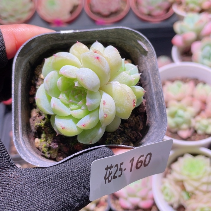 花利美25-169瑶台心