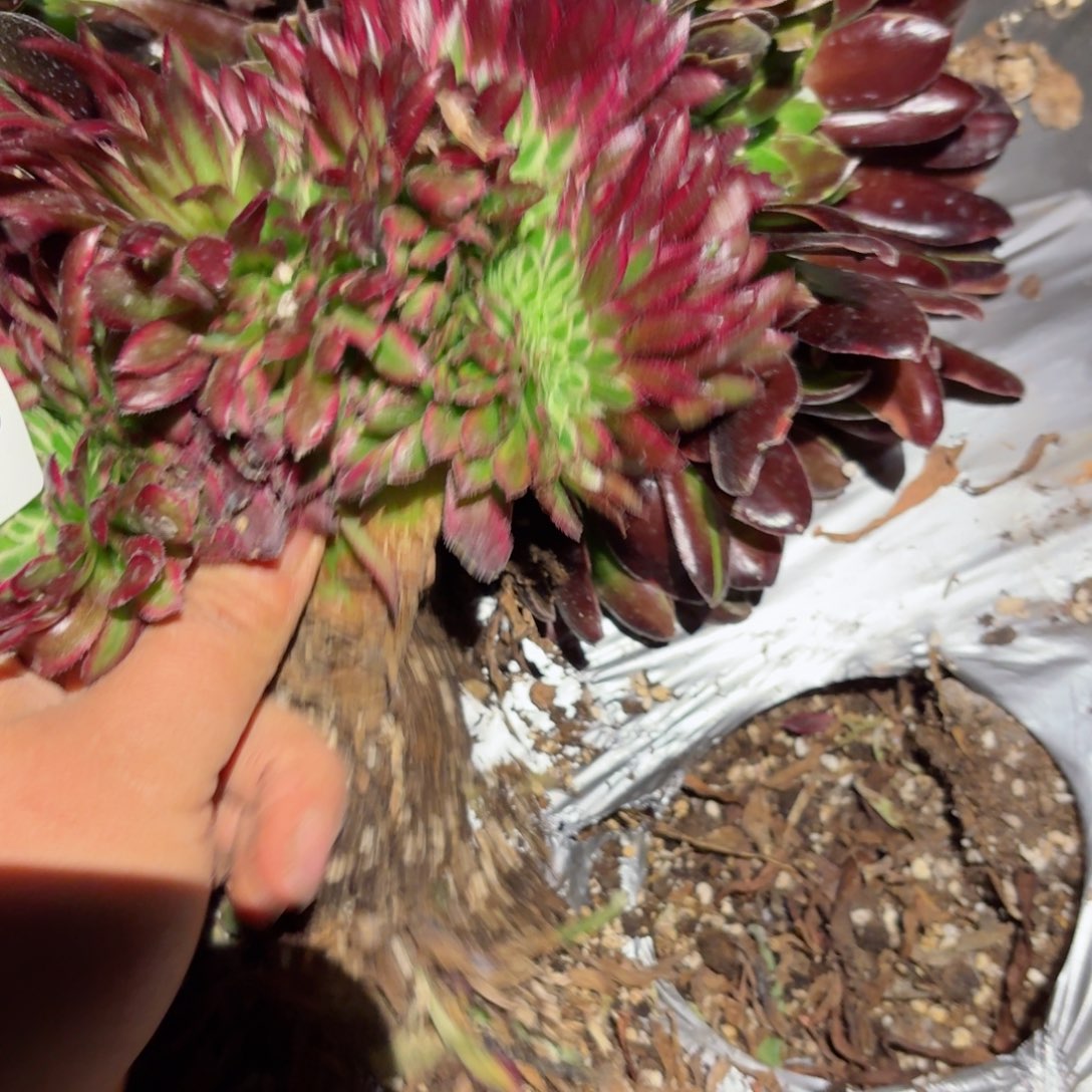 我8263 号多肉法师特价