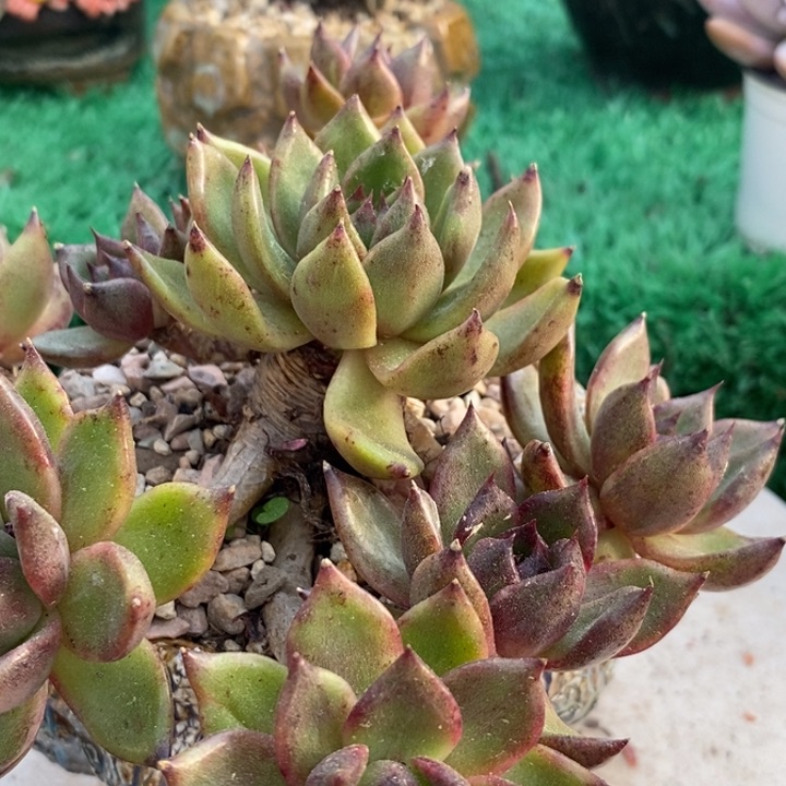 黑水晶整无砍老桩多肉