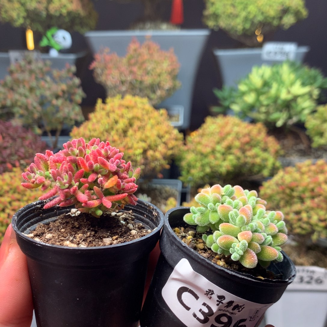 手***4396红麒麟冰晶         