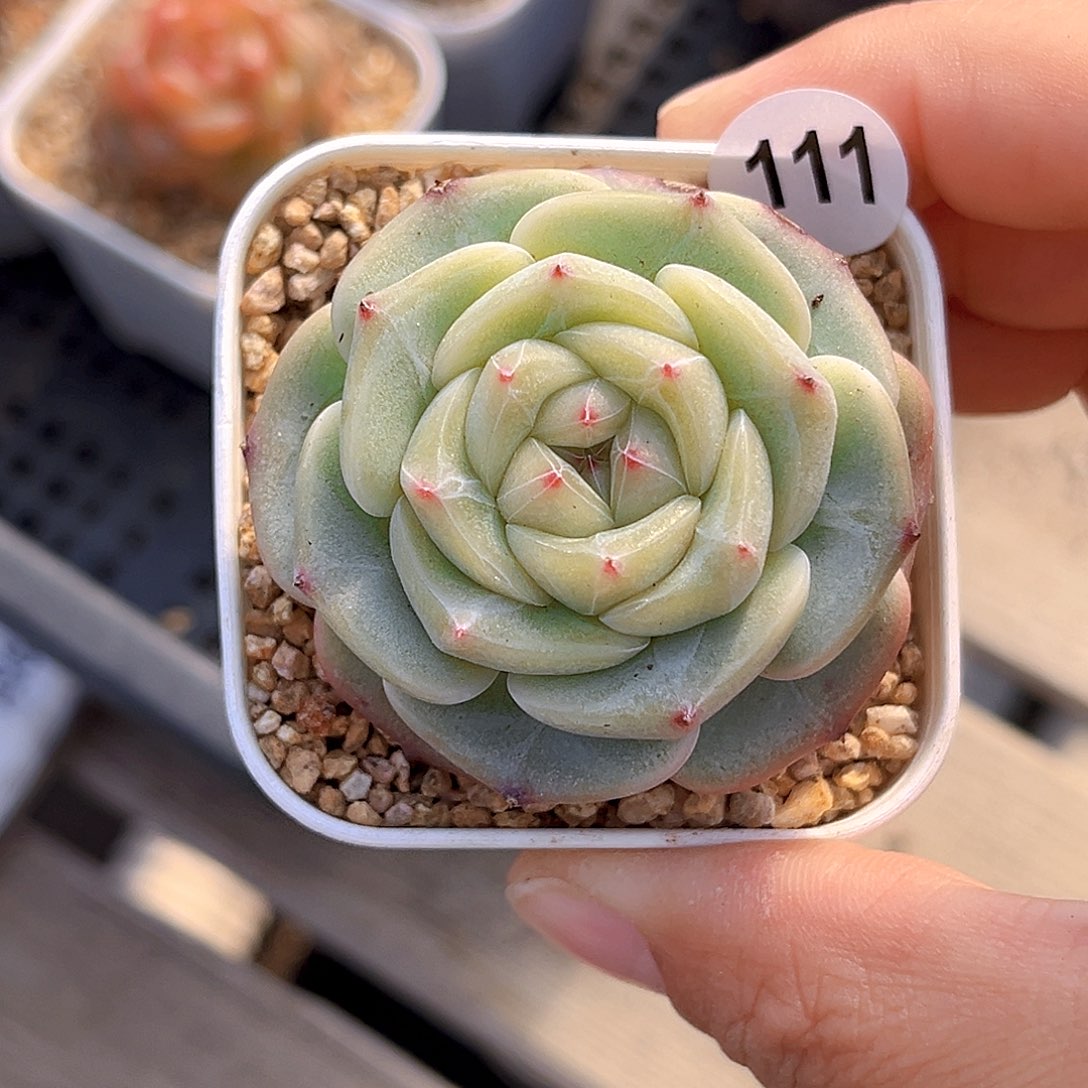 111 新品珍妮 满18包邮