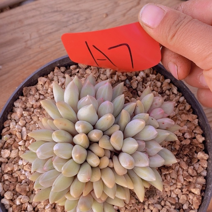 是因为一部电视电影叫