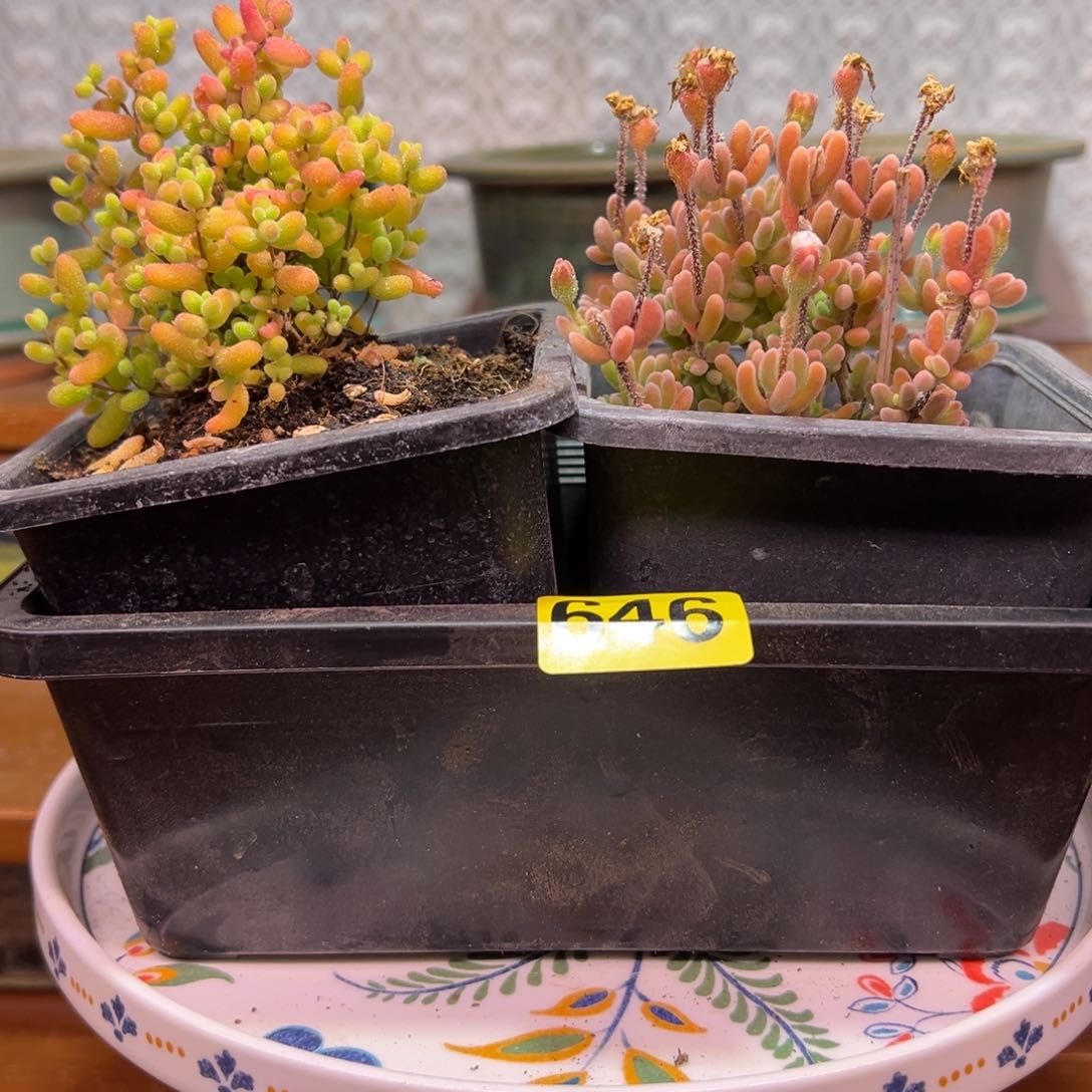 枝干番杏多肉植物646