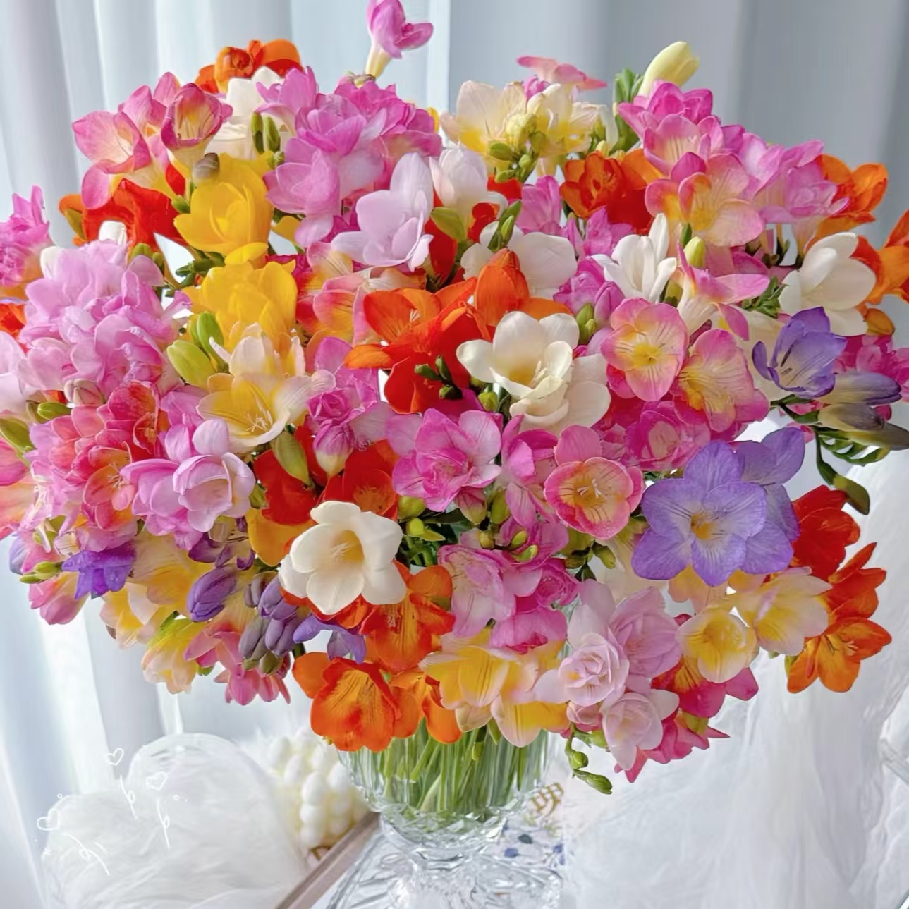 【香雪兰】精品香雪兰3把3色（共30枝）| 云南鲜花基地直发