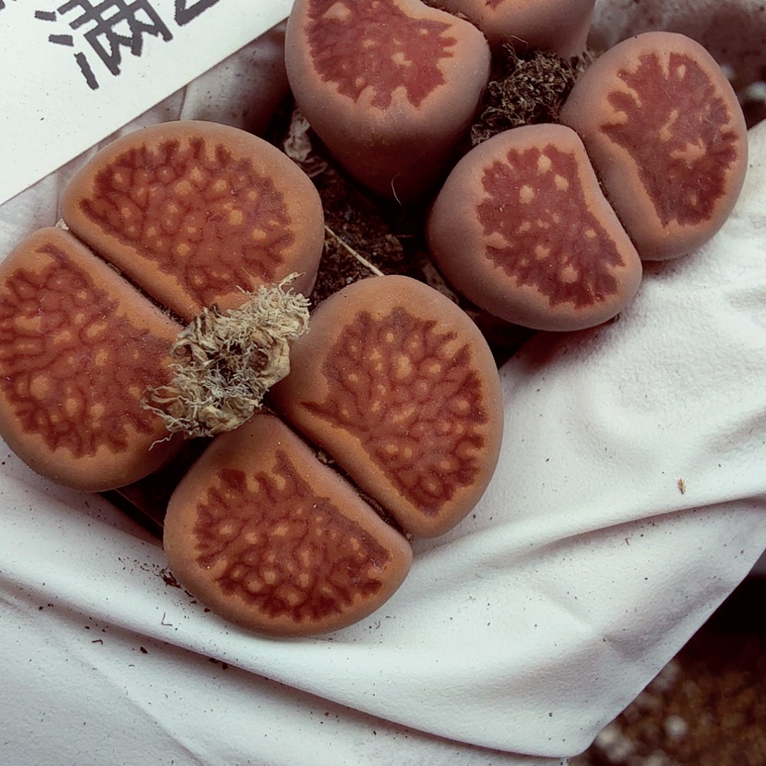 你说吧别在打电话啦003