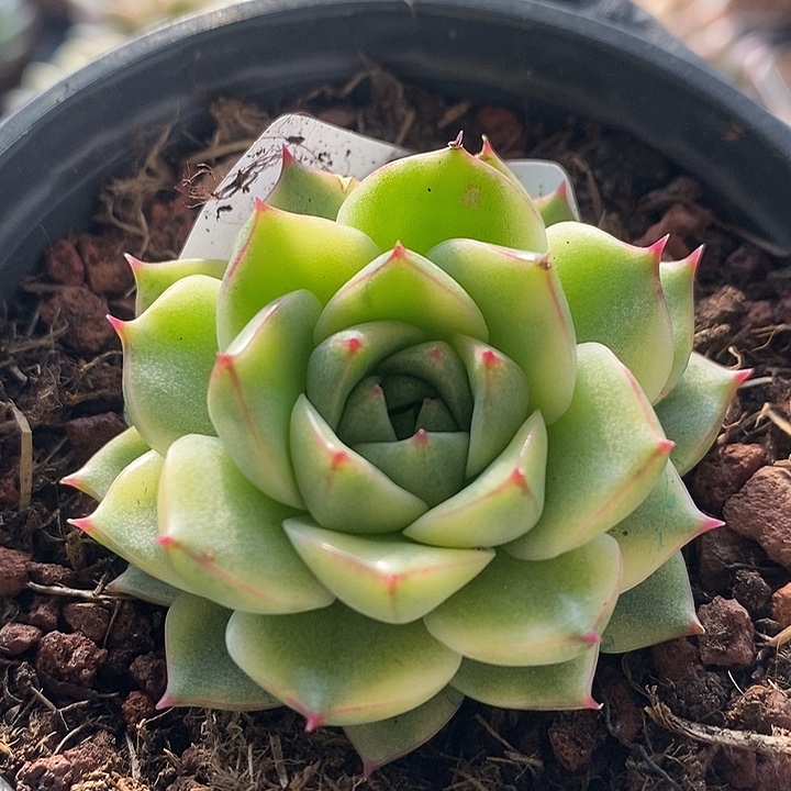 法比奥拉锦多肉植物
