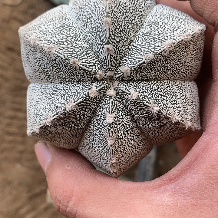 苗接6棱v字恩冢171