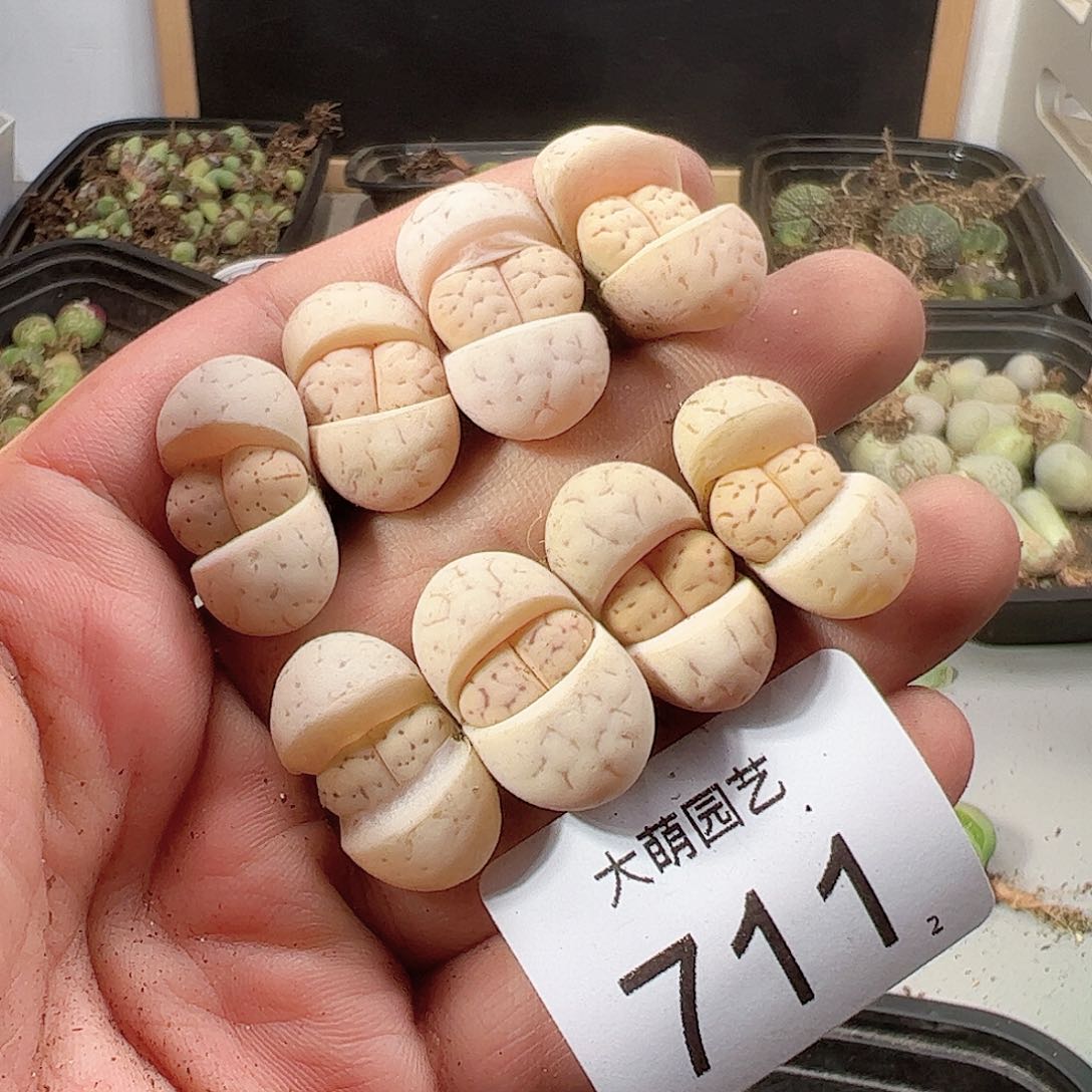 0000711 一物一拍……