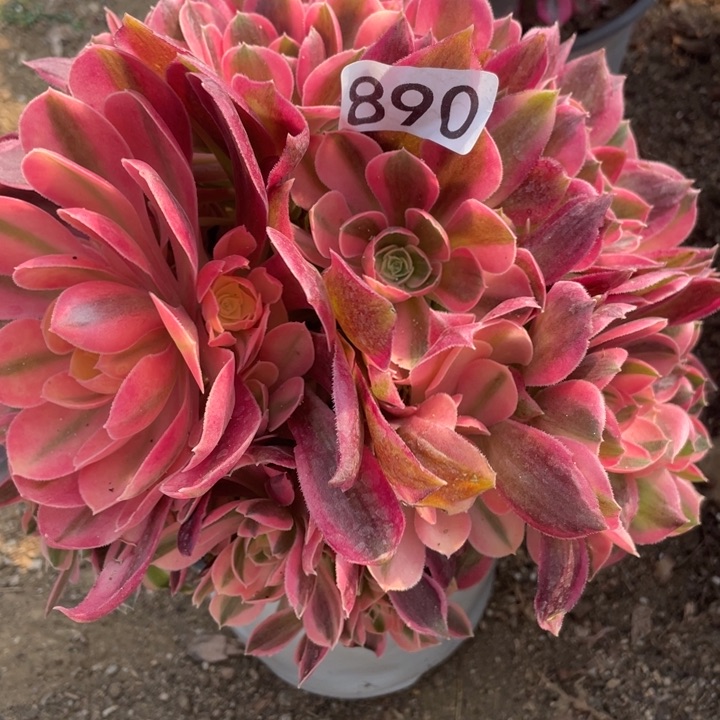 890多肉植物女神