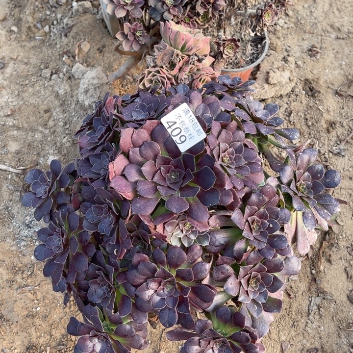 409荷兰玫瑰大手捧4
